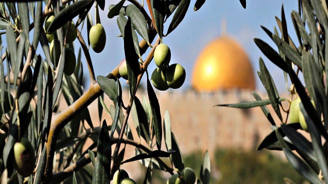 پرورش گیاهان روایی و قرآنی